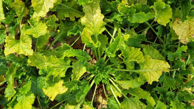 Het Bieteninstituut vraagt suikerbietentelers om een korte enquête rond de vergelingsziekte in te vullen.