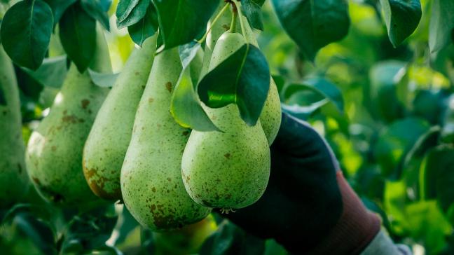 Om de peer opnieuw op tafel te brengen, lanceert BelOrta de actie ‘Het Nationale Perengerecht’.