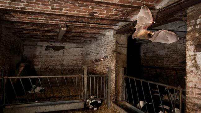 Er werden 13 verschillende soorten vleermuizen geobserveerd in stallen. Op de foto zie je de ingekorven vleermuis.