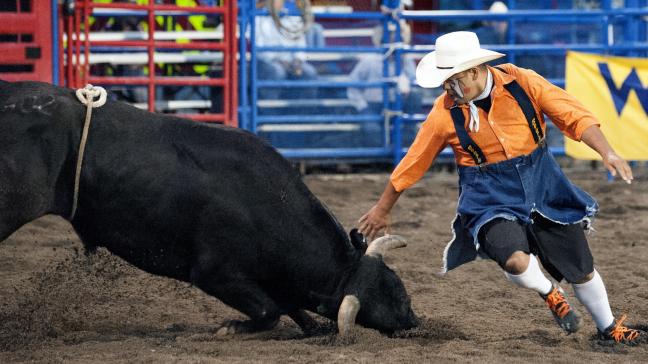 Minister Weyts stelt geen Vlaams verbod op rodeo's in, maar stelt wel het gebruik van de flankriem in vraag.