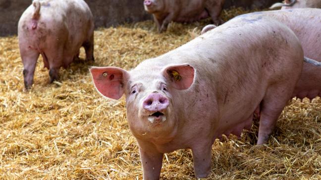 Een gezonde eiwitshift gaat over kwaliteit in plaats van kwantiteit, zegt Matthias Defoort van Wervel.