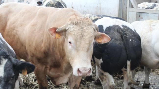 De Wetenschappelijke Interdisciplinaire Commissie Stikstof zal tegen eind 2026 een advies geven over een Vlaams emissiegestuurd stikstofbeleid.