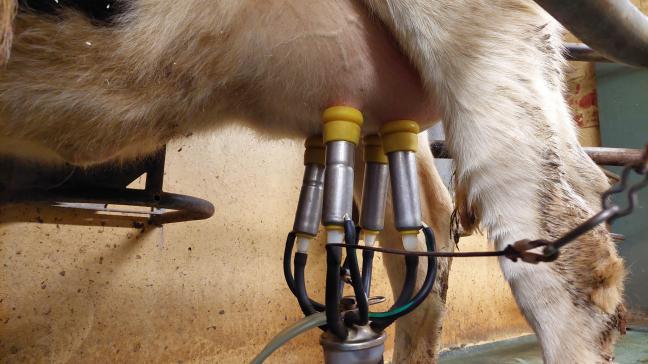 De Europese melkaanvoer (EU27) over september is bijna 5% hoger dan die van vorig jaar.