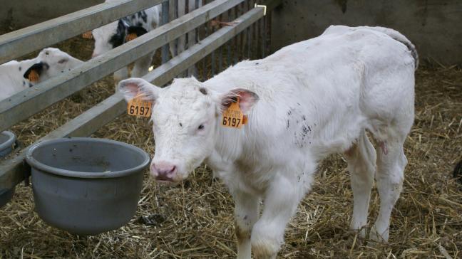 De prijzen voor BWB-kalveren blijven dalen.