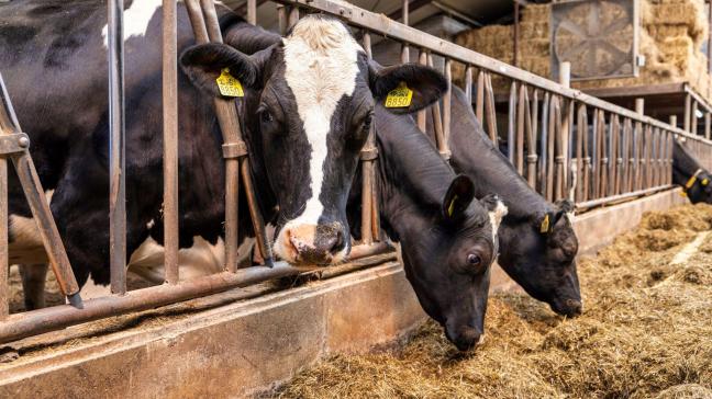 De Belgische melkprijs van het Nederlandse Vreugdenhil Dairy Foods werd voor november vastgelegd op 42,66 euro per 100 l melk.
