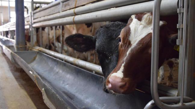 Er lopen al verschillende initiatieven in de kalverhouderij om eigen antibioticumgebruik te verminderen. Met resultaat.