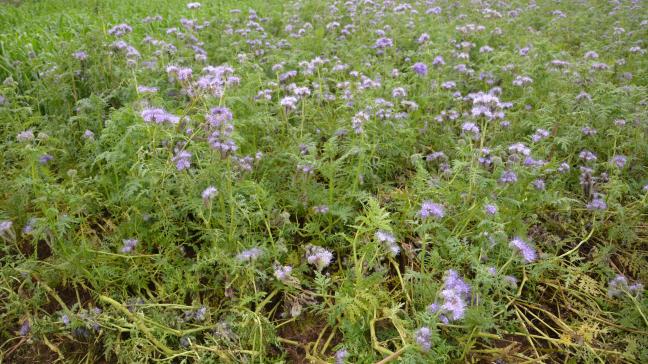 Groenbedekkers beschermen de bodem in de winter, nemen overtollige stikstof op, brengen organische stof aan en versterken de bodemstructuur.