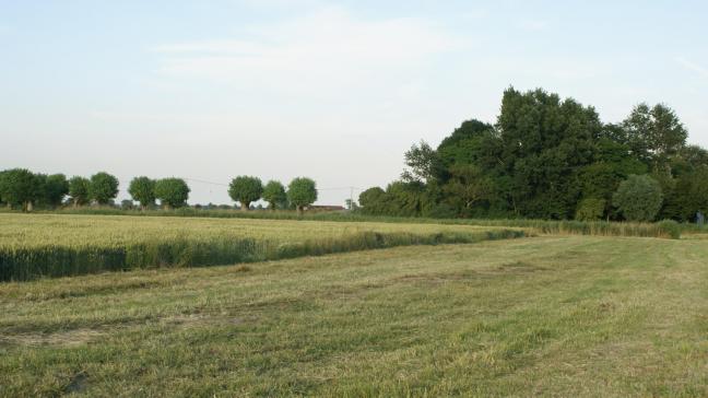 Het Vlaams Pachtdecreet  voorziet sowieso in de verplichting voor de nieuwe eigenaar om de bestaande pachtovereenkomst te respecteren, aangezien deze nieuwe eigenaar door de aankoop in de rechten en verplichtingen van de verpachter treedt.