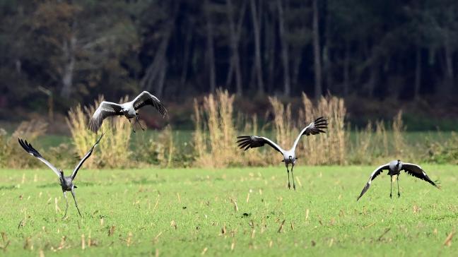 Bijna 1.000 kraanvogels stierven in Duitsland na een grote uitbraak van het virus.
