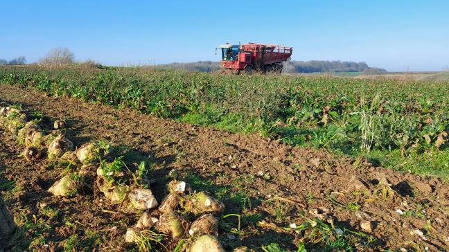 Het CBB stelt dat de suikerbietenteelt in België onder zware druk staat door deaankondiging van een areaalsreductie van 25%. Dit dreigt de hele landbouwsector en het platteland te ontwrichten.