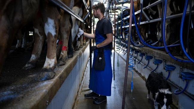In de VS werdenin 15 maanden tijd 258.000 koeien (+2,8%) aan de kudde toegevoegd.
