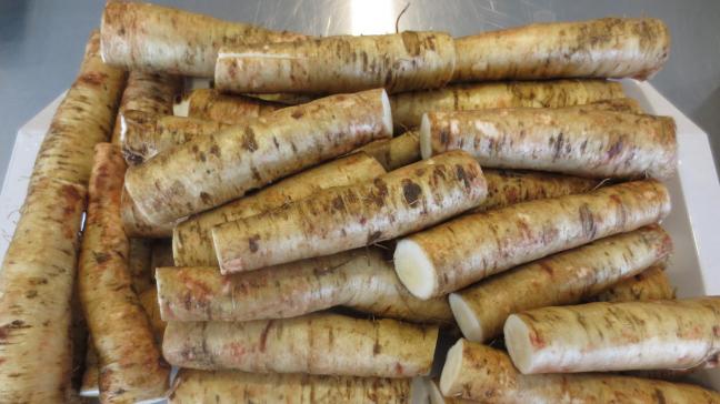 Witloofwortels bevatten bitterstoffen die eventueel kunnen dienen als natuurlijke insecticide.