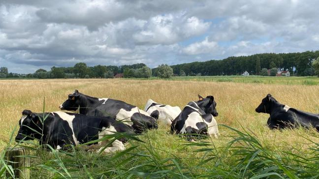 Beweiding wordt op verschillende punten toegankelijker gemaakt als AER-maatregel.