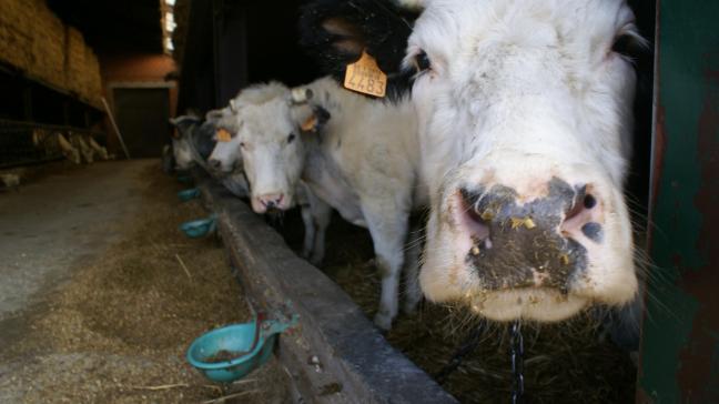 De prijzen voor BWB-runderen zijn dezelfde als vorige week.