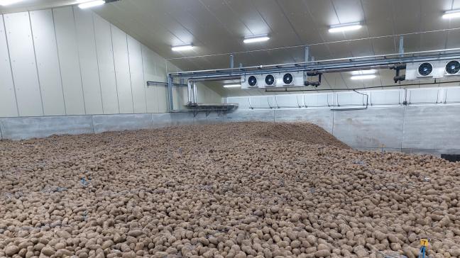 Omwille van meerdere redenen tonen de bewaaraardappelen zich nu bijzonder kiemlustig.