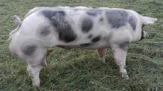 Beer Gio van ‘t Ganzenhof van fokker Florent Deboes uit Tienen en eigenaar KI Bevel.