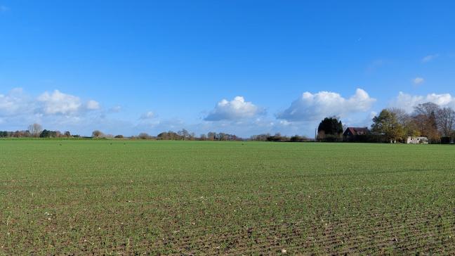 De bladluisdruk in graanvelden stabiliseerde de afgelopen week.