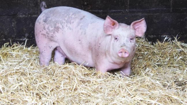 De bioveiligheidsscores op Belgische varkensbedrijven blijven verbeteren.