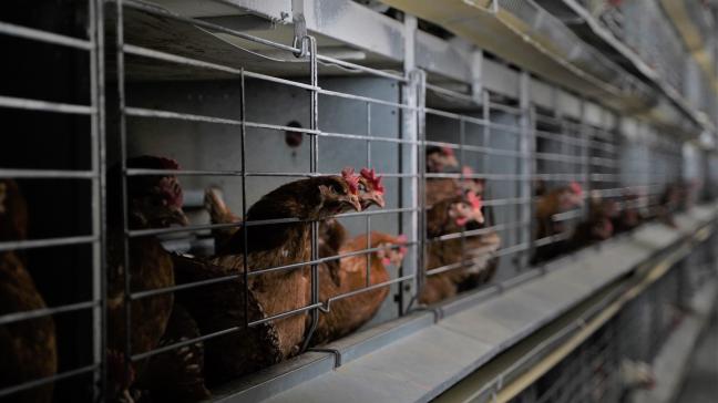 Er zijn 3 nieuwe besmettingshaarden met vogelgriep opgedoken, bij pluimveebedrijven in Kinrooi, Pelt en Gembloers.