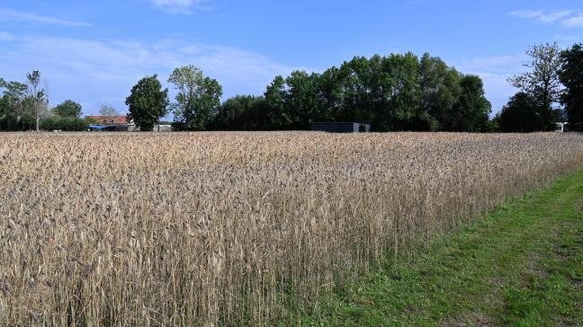 Als globale kaders als argument gebruikt worden bij waardebeoordelingen, is dit volgens minister Brouns niet in overeenstemming met de wettelijke bepalingen.