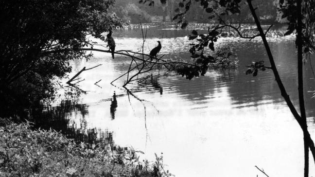 In De Blankaart is er momenteel zelfs na zuivering geen verbetering van de waterkwaliteit.