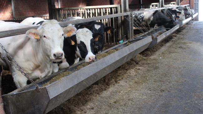 De prijzen voor BWB-runderen blijven stabiel.