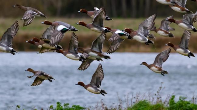 Er zijn dit seizoen veel meer wilde vogels die besmet zijn met vogelgriep dan de voorgaande jaren, wat de kans op besmetting op bedrijven doet toenemen.
