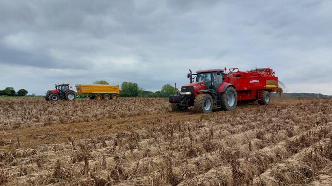 De NEPG raadt aardappeltelers aan om hun areaal voor 2026 kritisch te bekijken.