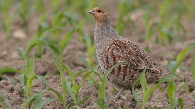 Akker- en weidevogels zoals de kievit, veldleeuwerik en patrijs (zie foto) verdwijnen steeds meer uit het West-Vlaamse landbouwlandschap.