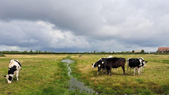Landbouwers die deelnemen aan het plasdrasbeheer mogen hun percelen nog steeds laten begrazen en krijgen een vergoeding ervoor.