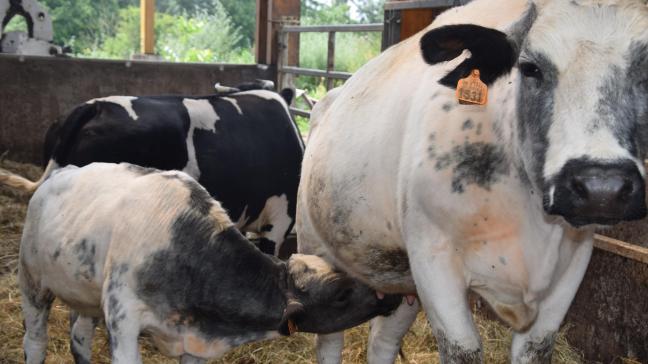 De prijzen voor BWB-runderen blijven status quo volgens Coevia.