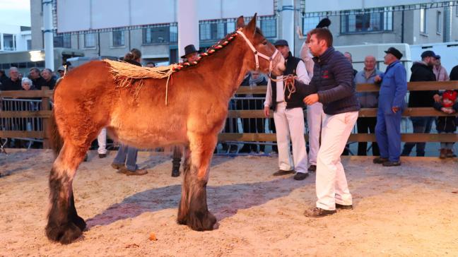Xella van ’t Zevekoot - v. Kobus van de Klaverhoeve, met als fokker en eigenaar familie De Graeve, werd kampioene bij de merrieveulens 2025 op de Pakov-veulenprijskamp.