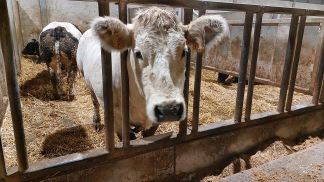 Minister Brouns kondigde recent verschillende  maatregelen aan die het voor veehouders meer haalbaar moeten maken om de vereiste emissiereductie  te behalen.