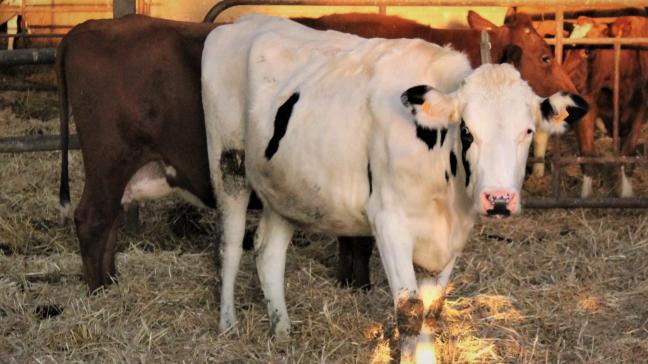 Volgend jaar is er in België geen verplichte vaccinatie voor blauwtong en EHD voor runderen.