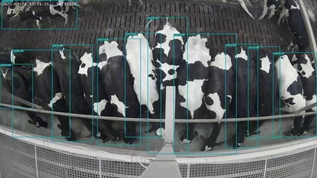 Een automatisch detectie- en registratiesysteem dat werkt aan de hand van camera’s en artificiële intelligentie registreert de weide-uren van rundvee.