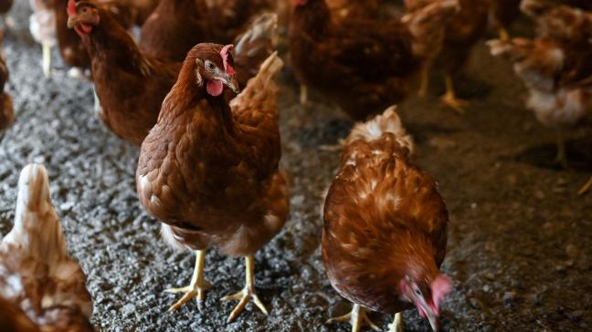 Er is opnieuw vogelgriep vastgesteld, dit keer in het Nederlands-Limburgse Weert.
