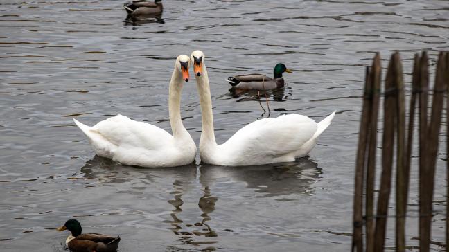 Vlaams Volksvertegenwoordiger Bart Dochy vraagt nuance in plaats van agribashing bij de berichtgeving over vogelgriep.