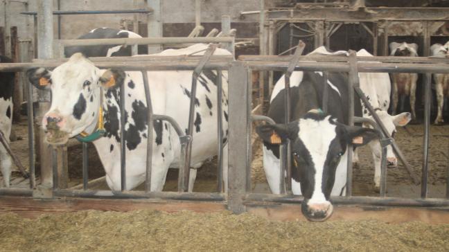 Uit alle onderzoeken van ILVO blijkt dat het voederadditief Bovaer geen negatieve impact heeft op diergezondheid, melkproductie, voeropname en voederefficiëntie.