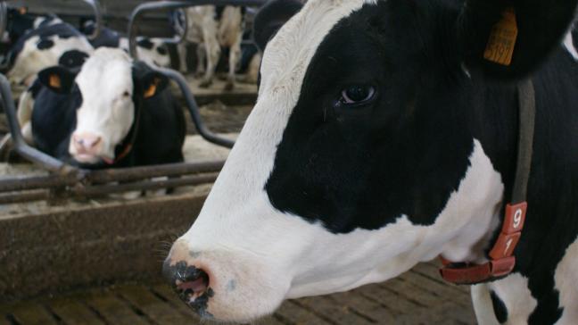 De Belgische melkprijs van het Nederlandse Vreugdenhil Dairy Foods werd voor december vastgelegd op 41,19 euro per 100 l melk.