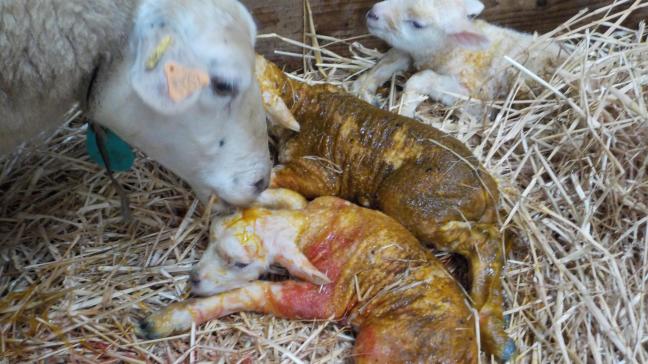 Controle en toezicht in de geboorteperiode zijn absoluut noodzakelijk.