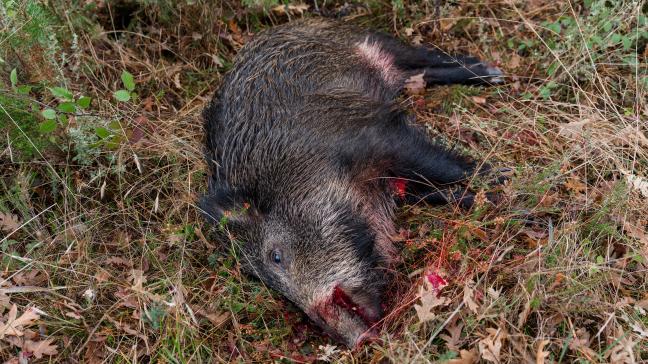 Vorig jaar werden er 3.424 wilde everzwijnen afgeschoten in Vlaanderen.