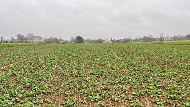 Koolzaadvelden gaan doorgaans met een goede standdichtheid in winterslaap.