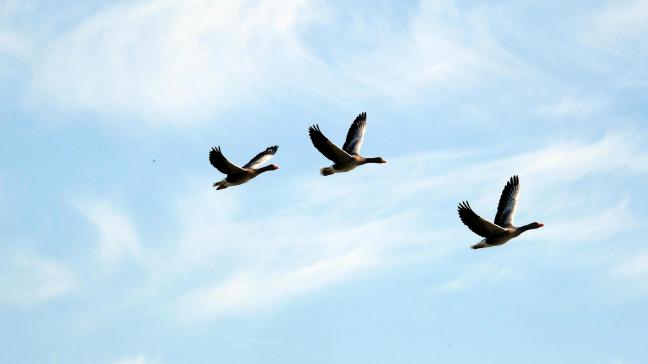 Soorten passen hun leefgebied ook aan door stikstofneerslag of de intensivering van landgebruik. Die redenen blijven vaak onder de radar in onderzoek.