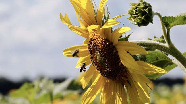 Bijen en andere wilde bestuivers zijn cruciaal voor de biodiversiteit en voedselproductie