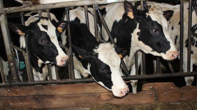 De FNCBvraagtde afschaffing van de bloedtest van vee bij aankomst bij afmesters.