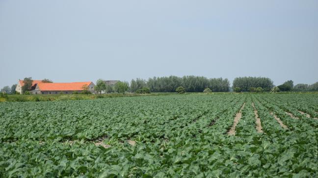 De voorbije weken kregen kooltelers  in de Westhoek te maken met een  uitzonderlijke bladluisplaag.