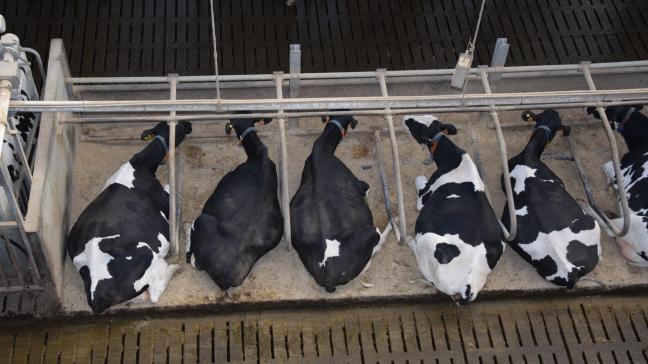 In de 3 jaar dat Bovaer in Vlaanderen wordt toegepast, zijn er geen meldingen over gezondheidsproblemen bij runderen opgedoken.