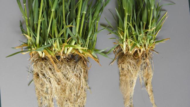 Het verschil in wortelstelsel in beeld: links Hyvido hybride gerst, rechts een conventioneel gerstras.