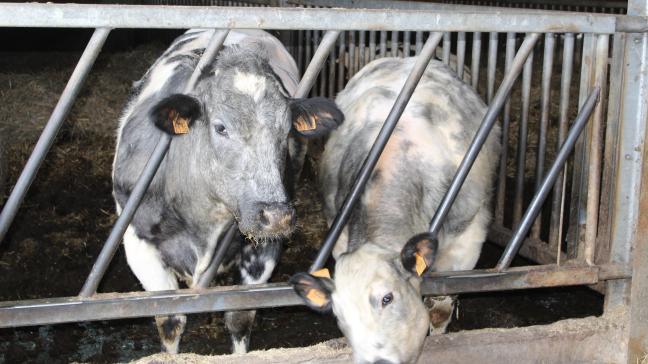 Het algemeen vaccinatieverbod tegen Infectieuze Boviene Rhinotracheïtis (IBR) wordt uitgesteld tot 1 november 2027.