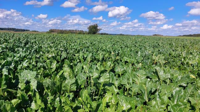 Ook in 2025 was cercospora de dominante bladschimmelziekte, al trad ze in mildere vorm op dan in 2024.